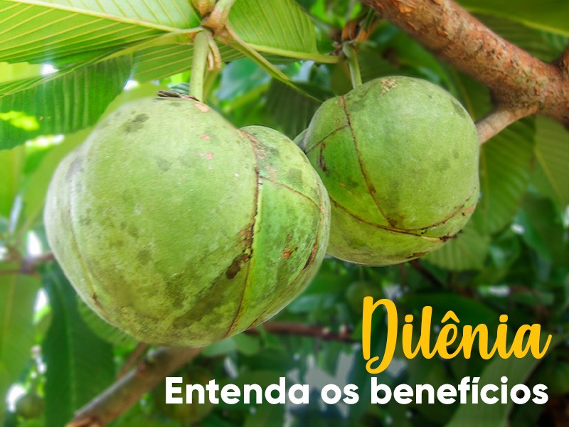 Dilnia ou Ma de Elefante? Entenda os benefcios do uso medicinal dessa planta!